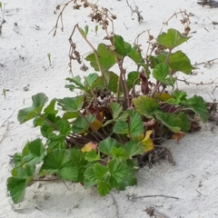 Pelargonium australe