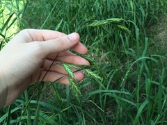 Bromus catharticus catharticus