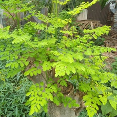 Moringa
