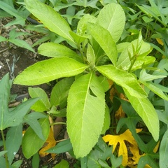 Blumea balsamifera