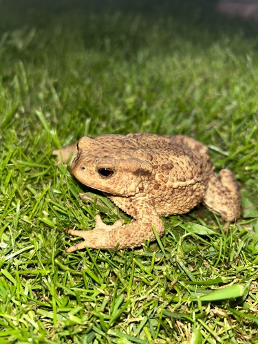 European Toad