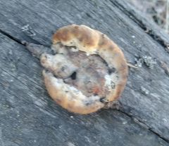 Gloeophyllum trabeum