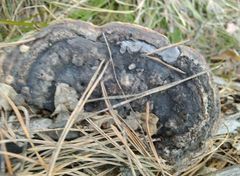 Gloeophyllum trabeum