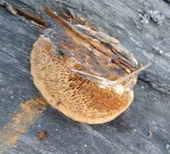 Gloeophyllum trabeum