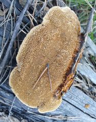 Gloeophyllum trabeum