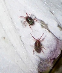 Balaustium