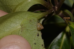 Coneuplecta calculosa