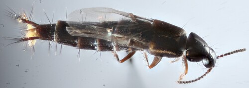 Heterothops, 2026-07-20