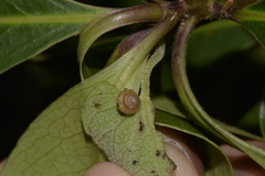 Coneuplecta calculosa