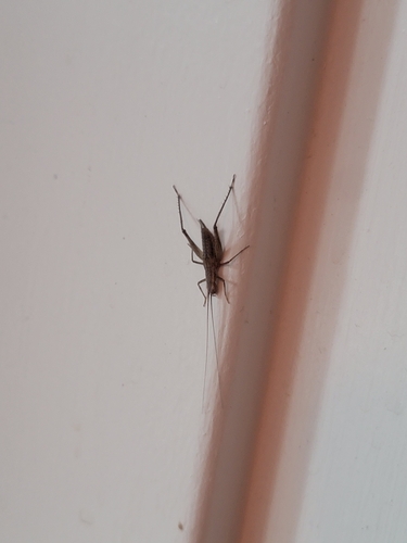 iNaturalist observation photo of Crickets