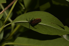 Trichalus ampliatus