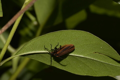 Trichalus ampliatus