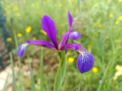 Iris reichenbachiana