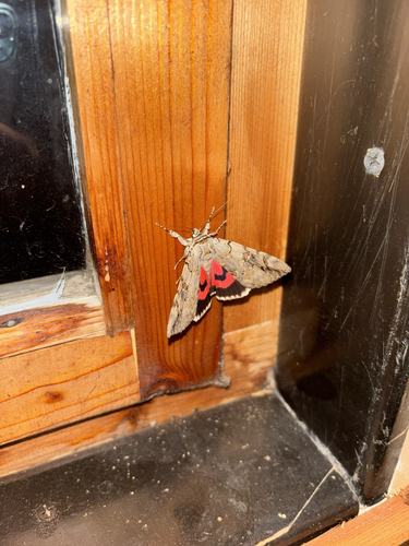 Rosy Underwing