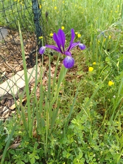 Iris reichenbachiana