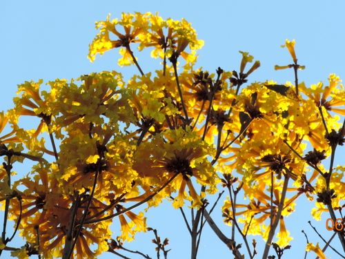 Handroanthus chrysanthus