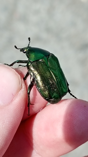 European Rose Chafer