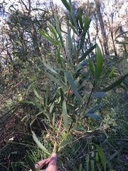 Hakea dactyloides