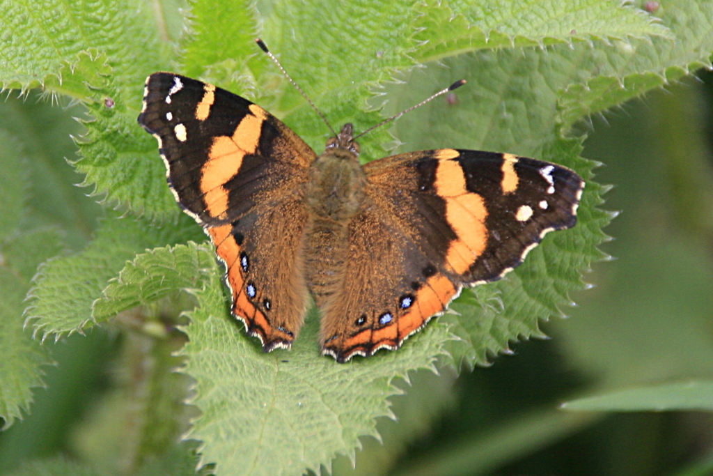 Abyssinian Admiral