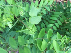 Lathyrus polyphyllus