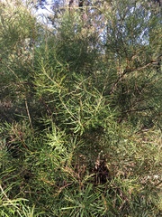 Banksia spinulosa