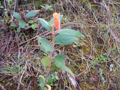 Moussonia deppeana