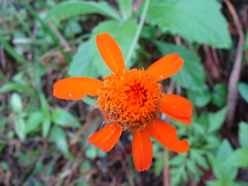 Adenophyllum aurantium
