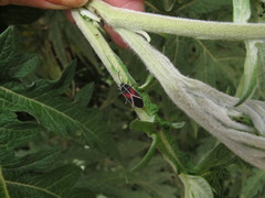 Craspeduchus circumseptus