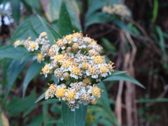 Alloispermum integrifolium, photograph (c) Alexis López Hernández, some rights reserved (CC BY)