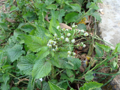 Dichrocephala integrifolia, photograph 5