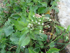 (c) Alexis López Hernández, some rights reserved (CC BY) Dichrocephala integrifolia, photograph (c) Alexis López Hernández, some rights reserved (CC BY)