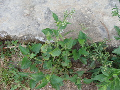 (c) Alexis López Hernández, some rights reserved (CC BY) Dichrocephala integrifolia, photograph (c) Alexis López Hernández, some rights reserved (CC BY)