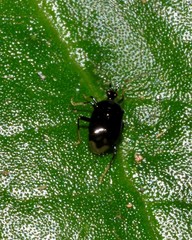 Fingulus atrocaeruleus