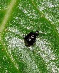 Fingulus atrocaeruleus