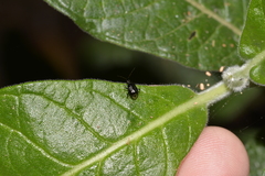 Fingulus atrocaeruleus