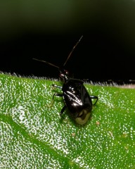 Fingulus atrocaeruleus