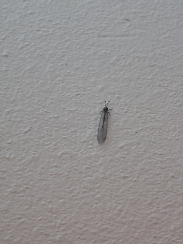 iNaturalist observation photo of Neleon exitialis