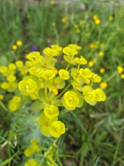 Euphorbia nicaeensis