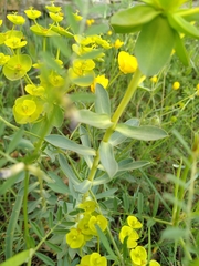 Euphorbia nicaeensis