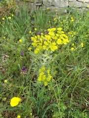 Euphorbia nicaeensis