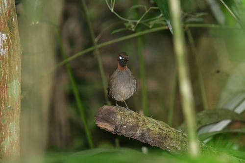 Mayan Antthrush (Formicarius moniliger)