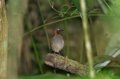 Mayan Antthrush (Formicarius moniliger), photo 9