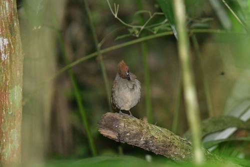 Mayan Antthrush (Formicarius moniliger), photo 2