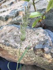 Polypogon interruptus