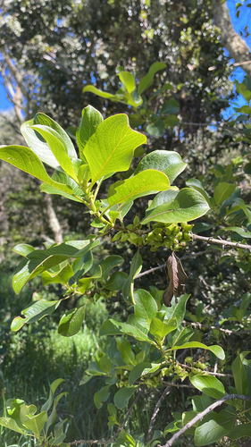 Coprosma rhynchocarpa observed 2026-07-27