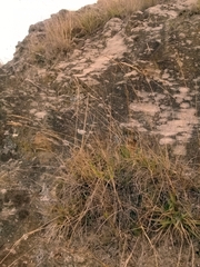Rytidosperma racemosum