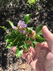Vitex trifolia