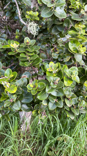Metrosideros polymorpha observed 2026-07-27