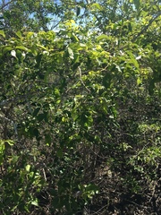 Vitex trifolia