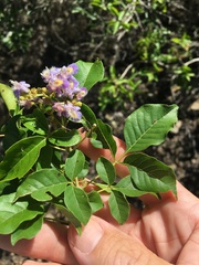 Vitex trifolia